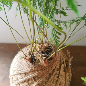 Davallia Tonga Fern