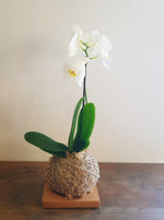 Phalaenopsis Orchid | Coastal Flair Kokedama