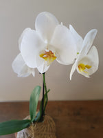 Phalaenopsis Orchid | Coastal Flair Kokedama