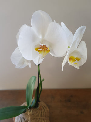Phalaenopsis Orchid | Coastal Flair Kokedama