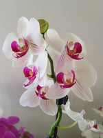Phalaenopsis Orchid | Coastal Flair Kokedama