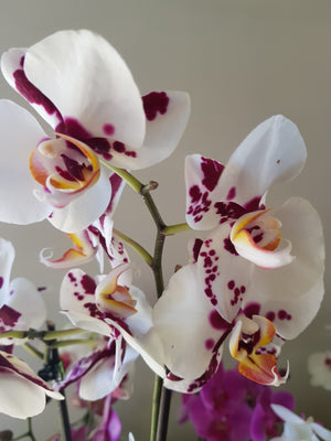Phalaenopsis Orchid | Coastal Flair Kokedama