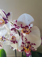Phalaenopsis Orchid | Coastal Flair Kokedama