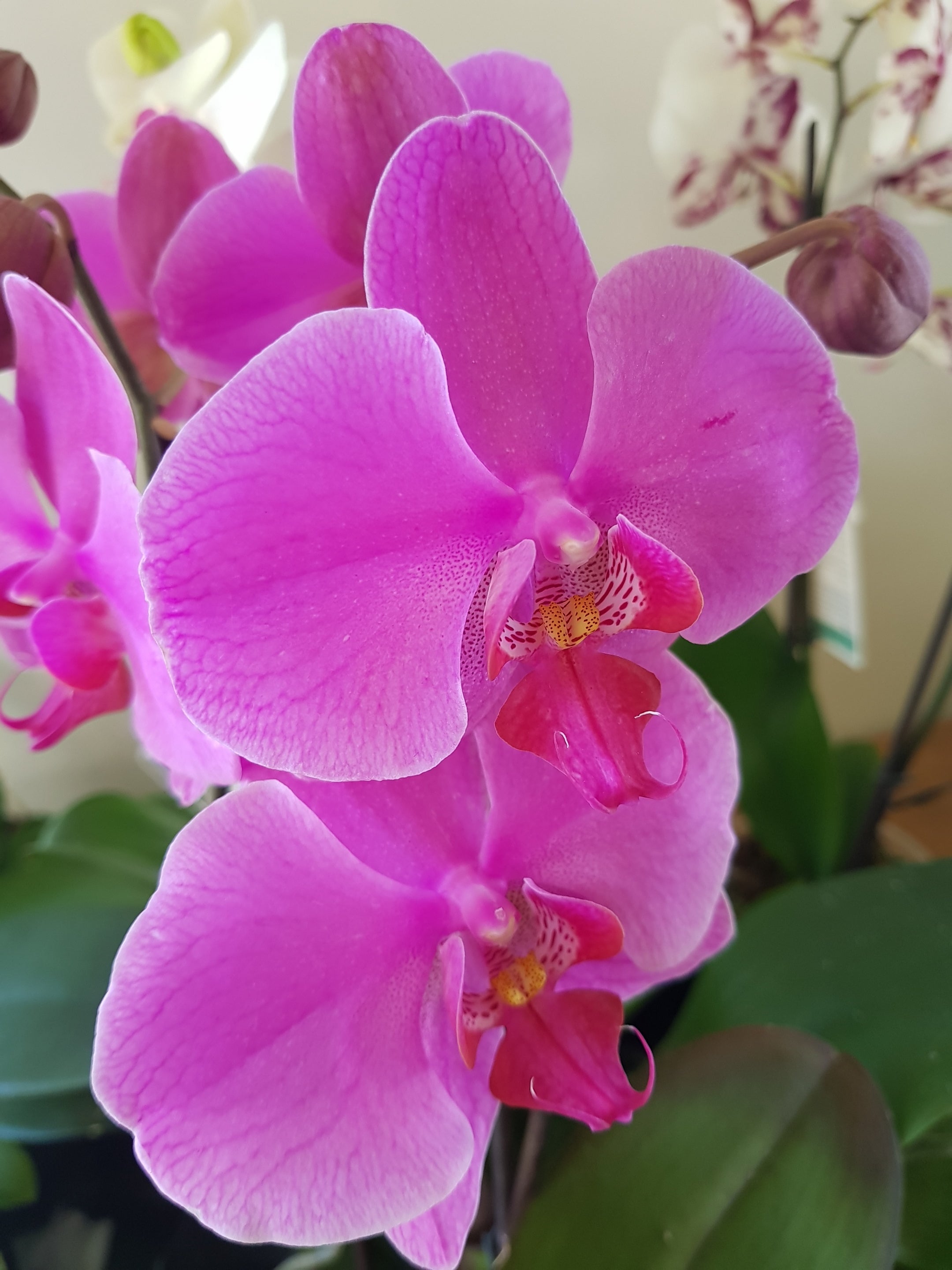 Phalaenopsis Orchid | Coastal Flair Kokedama