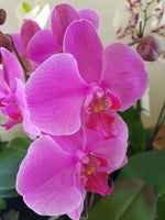 Phalaenopsis Orchid | Coastal Flair Kokedama
