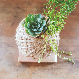 Succulent arrangement Kokedama