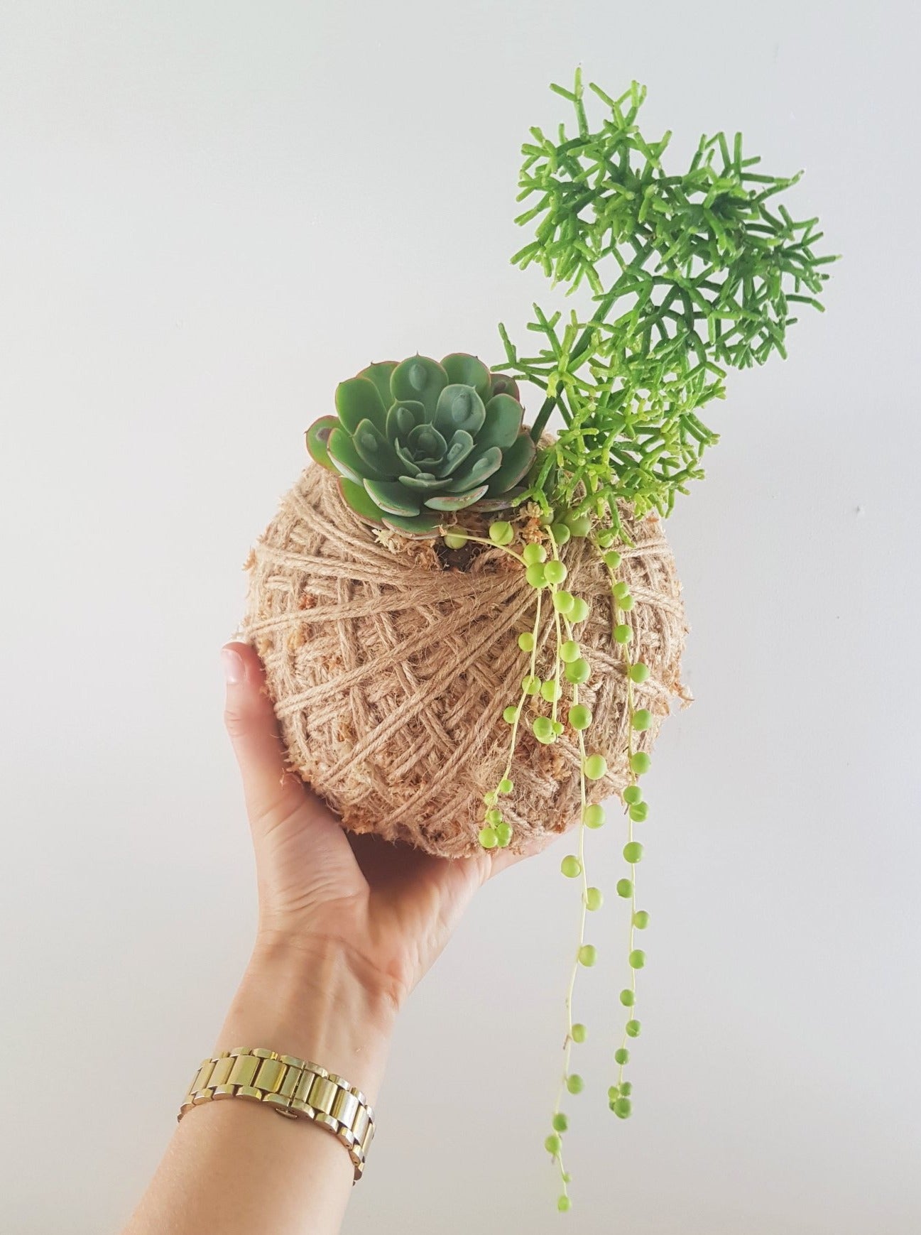 Succulent arrangement Kokedama