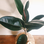 Ficus Black Knight