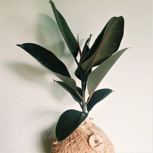 Ficus Black Knight