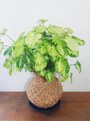 Syngonium White Butterfly Kokedama