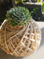 Mini Succulent Kokedama Sempervivum