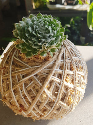 Mini Succulent Kokedama Sempervivum