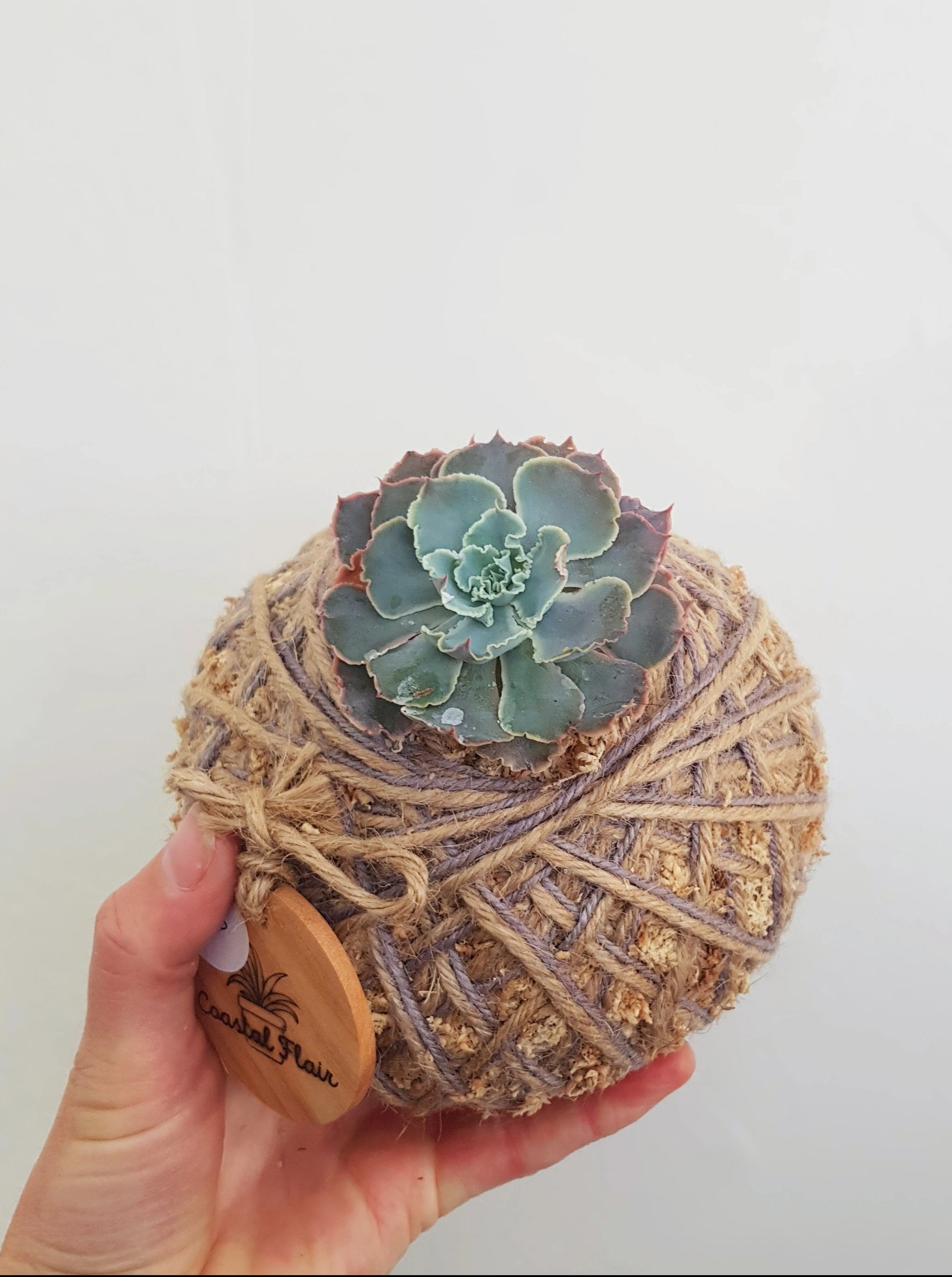 Mini Succulent Kokedama Echeveria Shavania