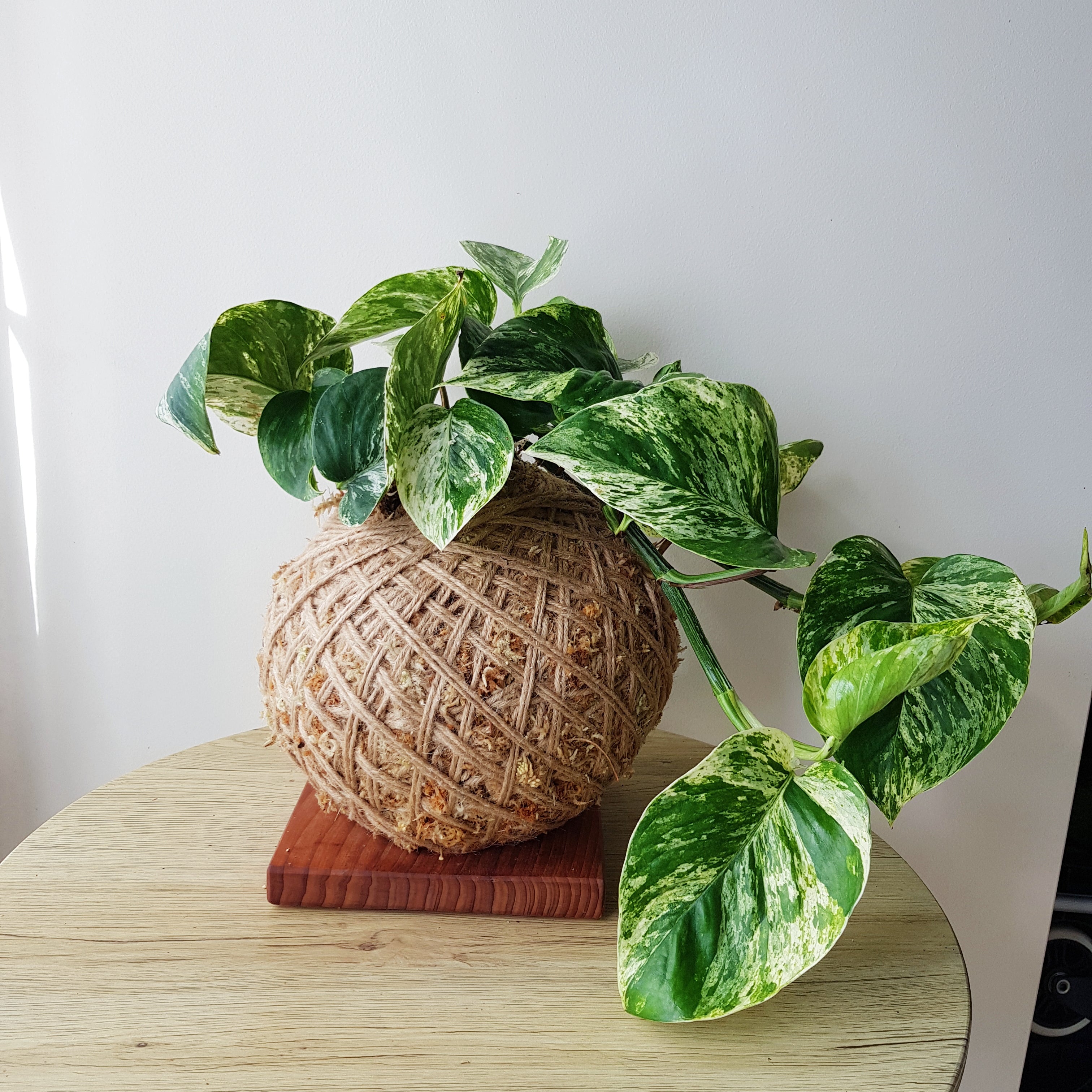 Marble Queen Kokedama