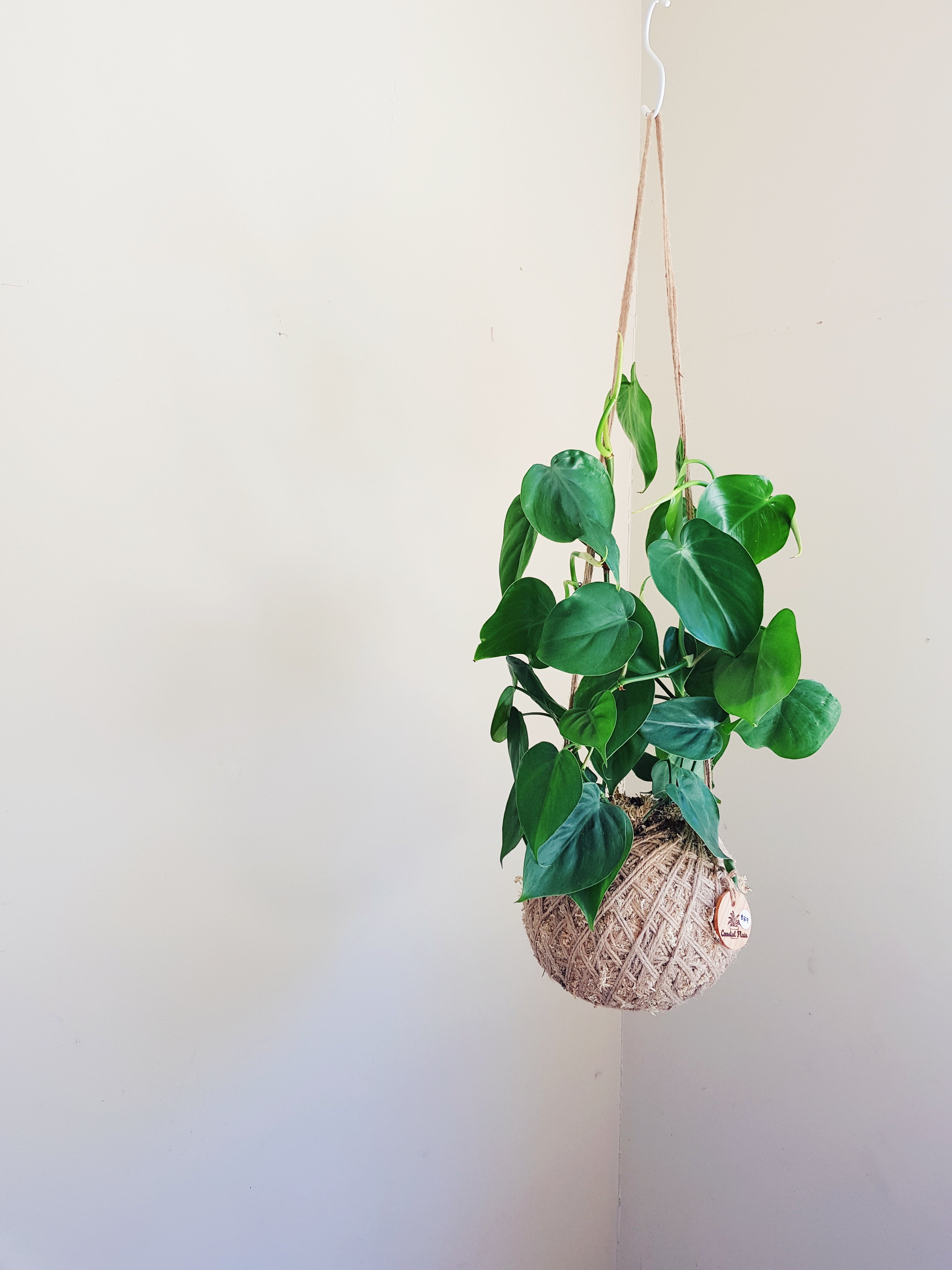 Philodendron Cordatum | Heart Leaf  Kokedama