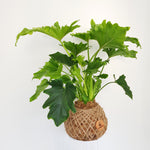 Philodendron Hope XL