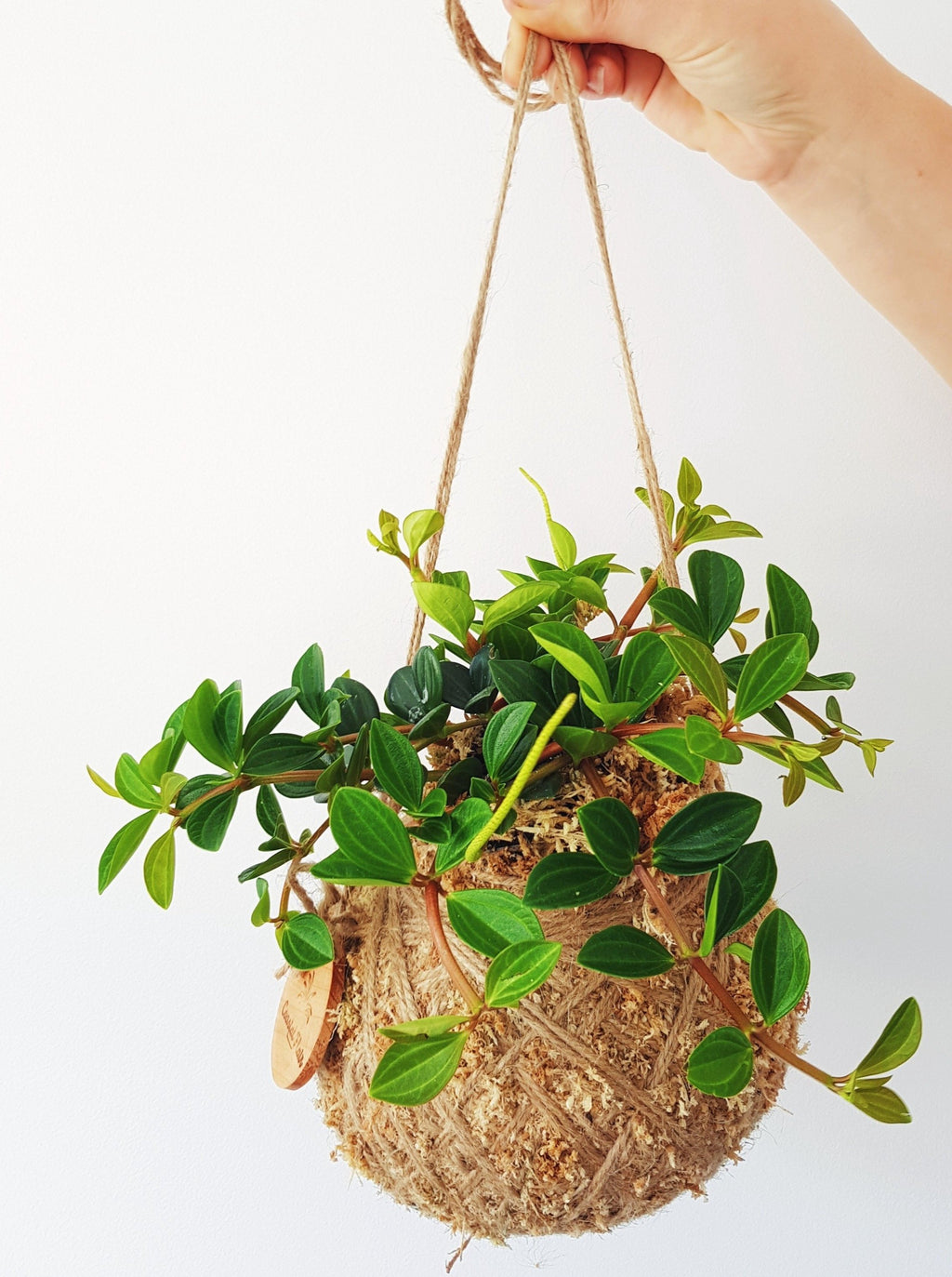 Peperomia Angulata kokedama