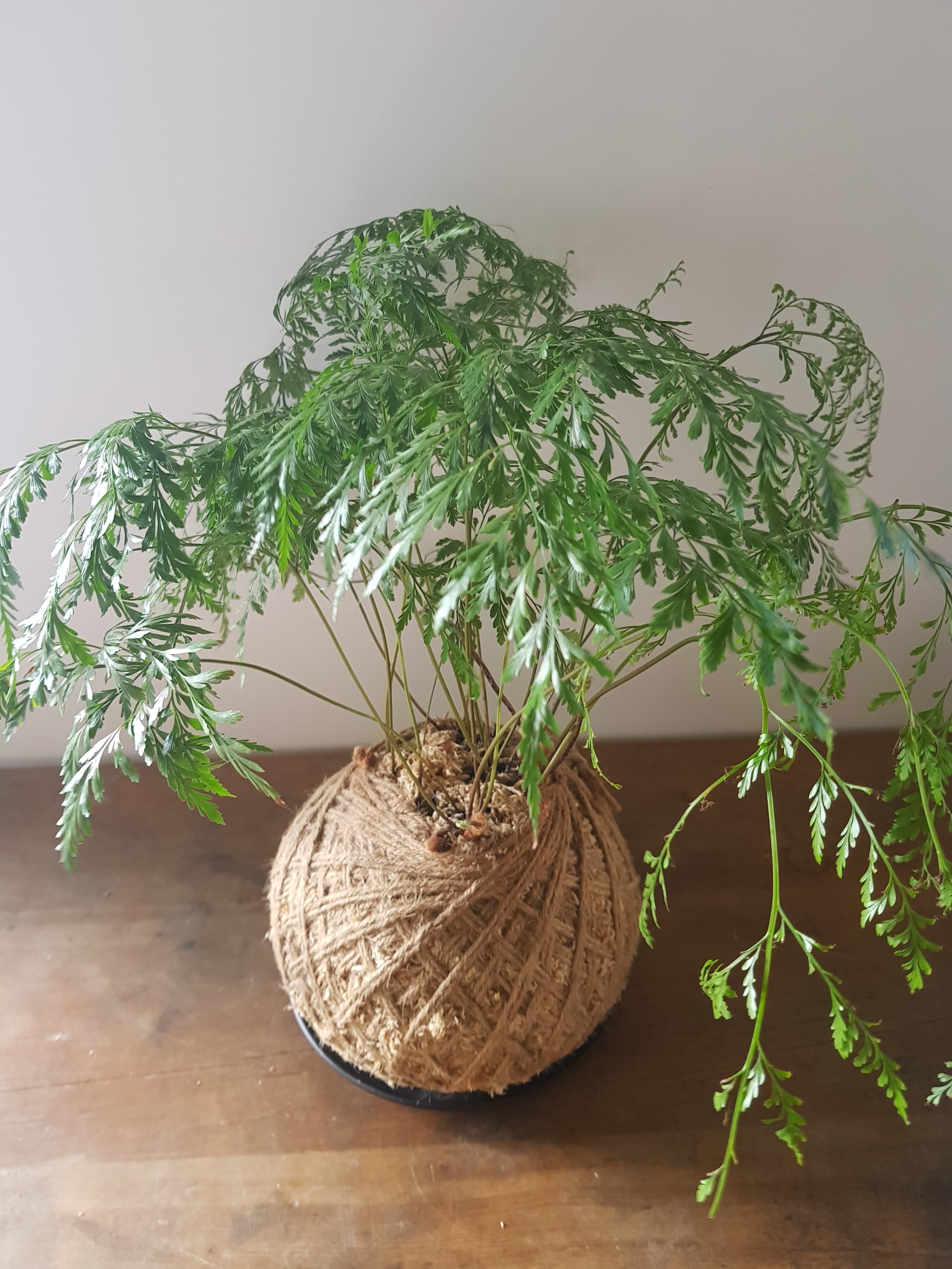 Davallia Tonga Fern