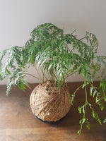 Davallia Tonga Fern