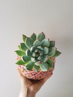 Echeveria Kokedama