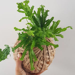 Kokedama | Coastal Flair | Mini Pteris Fern