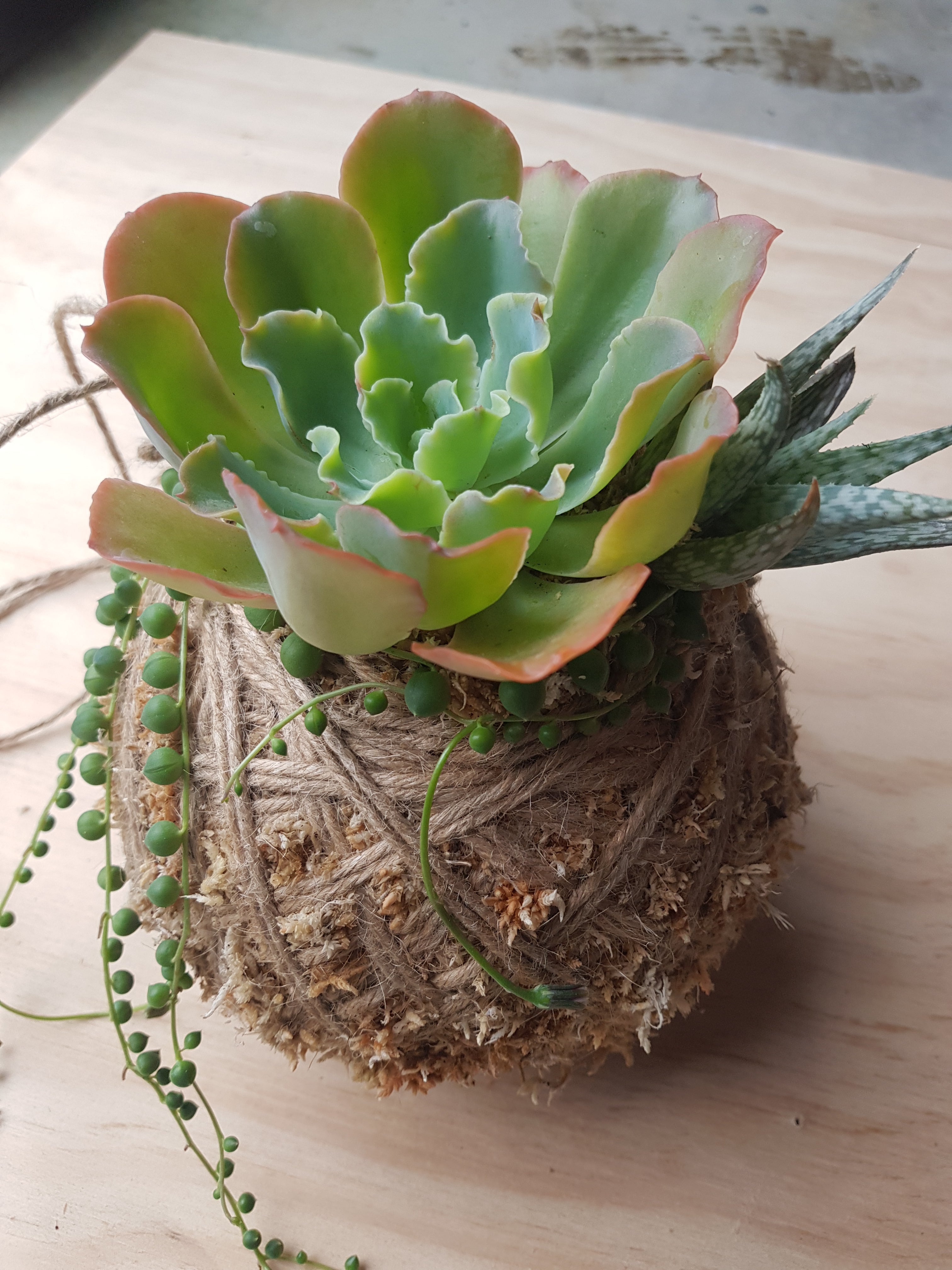 Succulent arrangement Kokedama