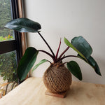 Philodendron Congo Red Kokedama large.