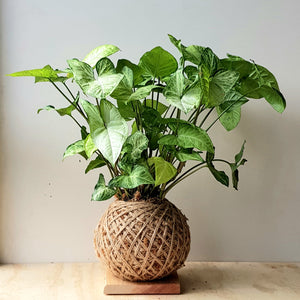 Syngonium White Butterfly Kokedama