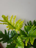 Philodendron Hope XL