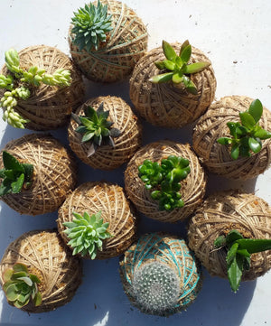 Mini Succulent Kokedama Coastal Flair