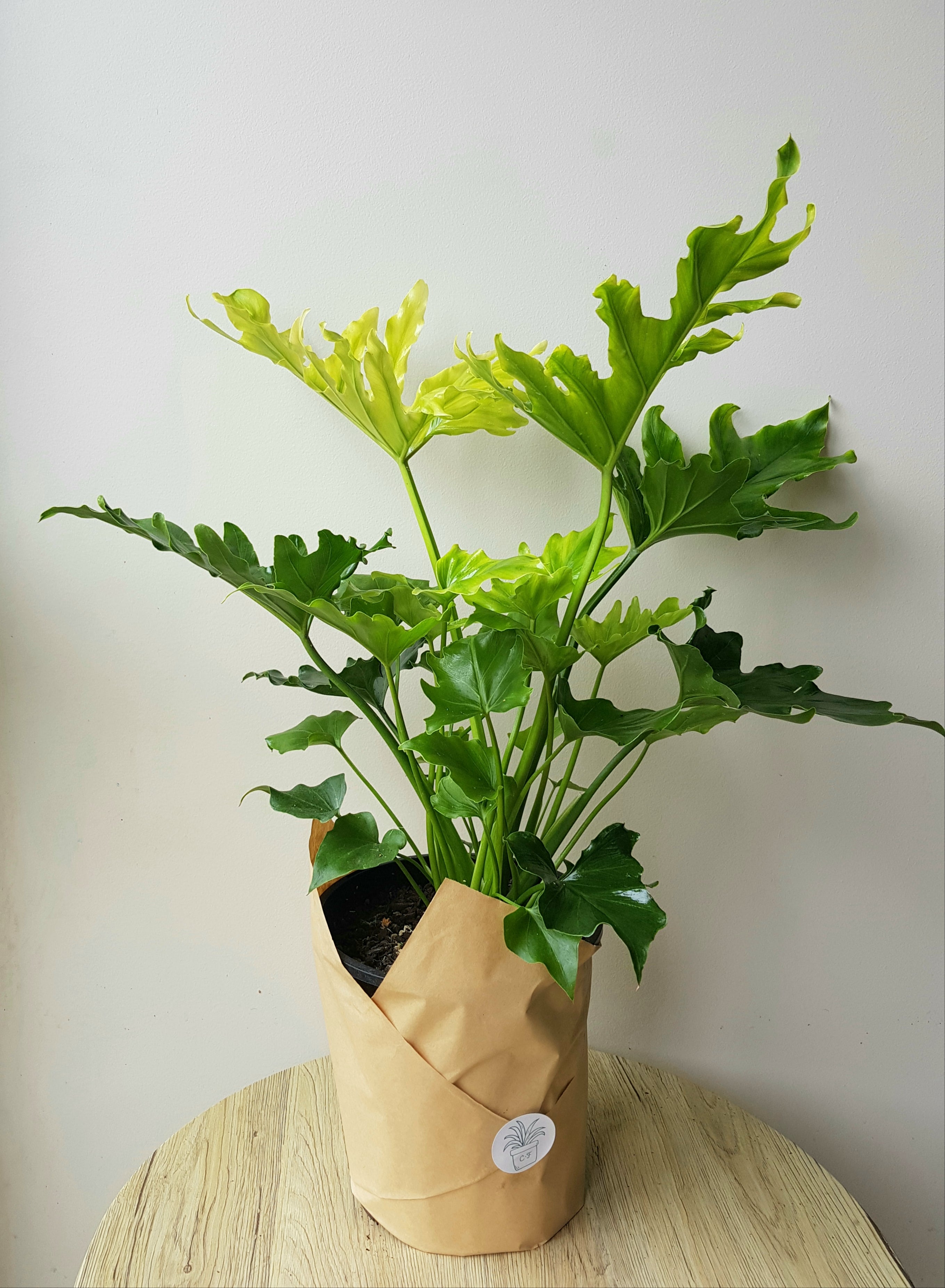 Philodendron Hope XL