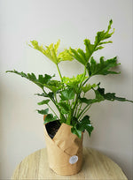 Philodendron Hope XL