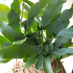 Phlebodium Aureum 'Blue Star' Kokedama