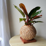 Philodendron Congo Red Kokedama large.