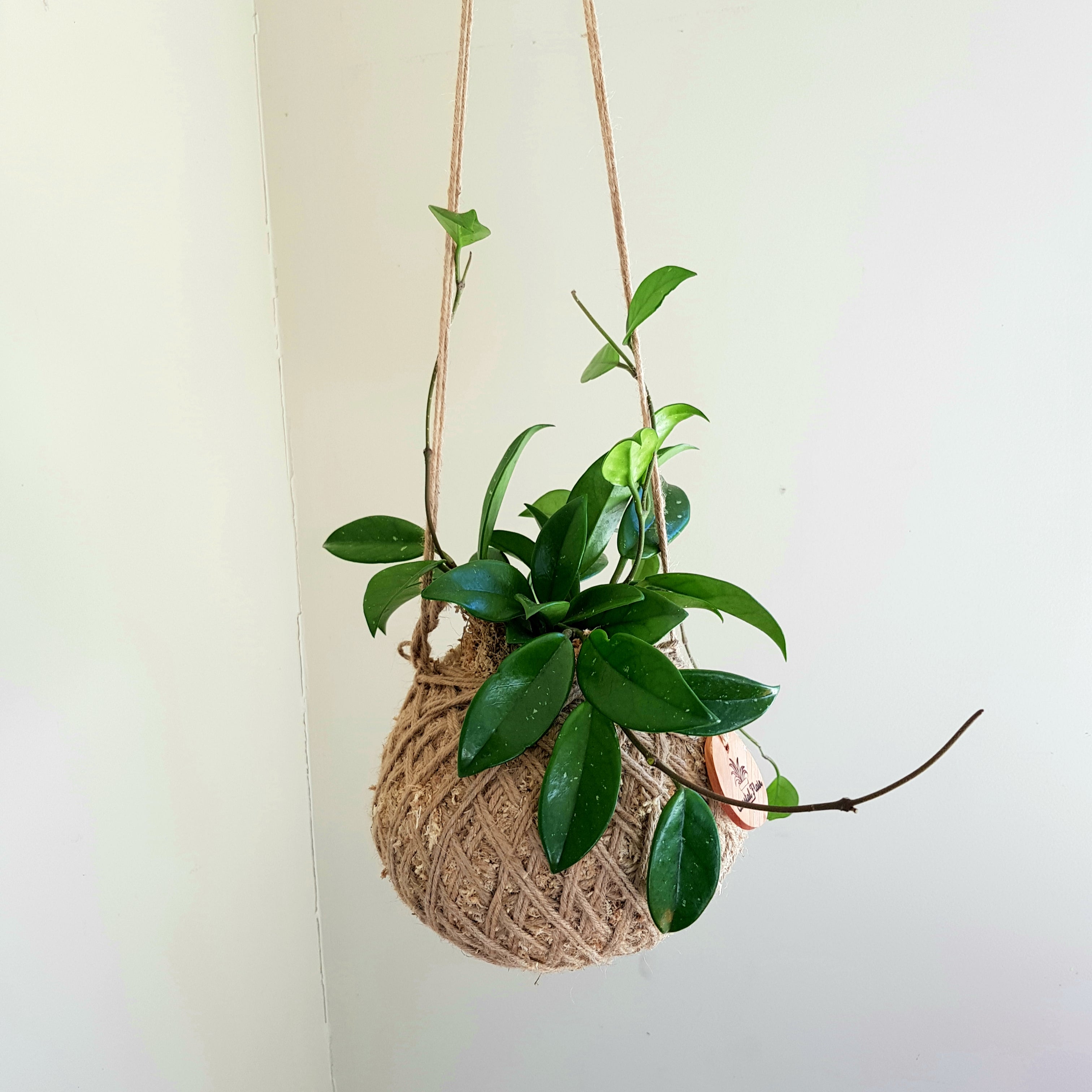 Hoya Kokedama