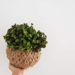 Callisia Repens Bubbles