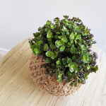 Callisia Repens Bubbles