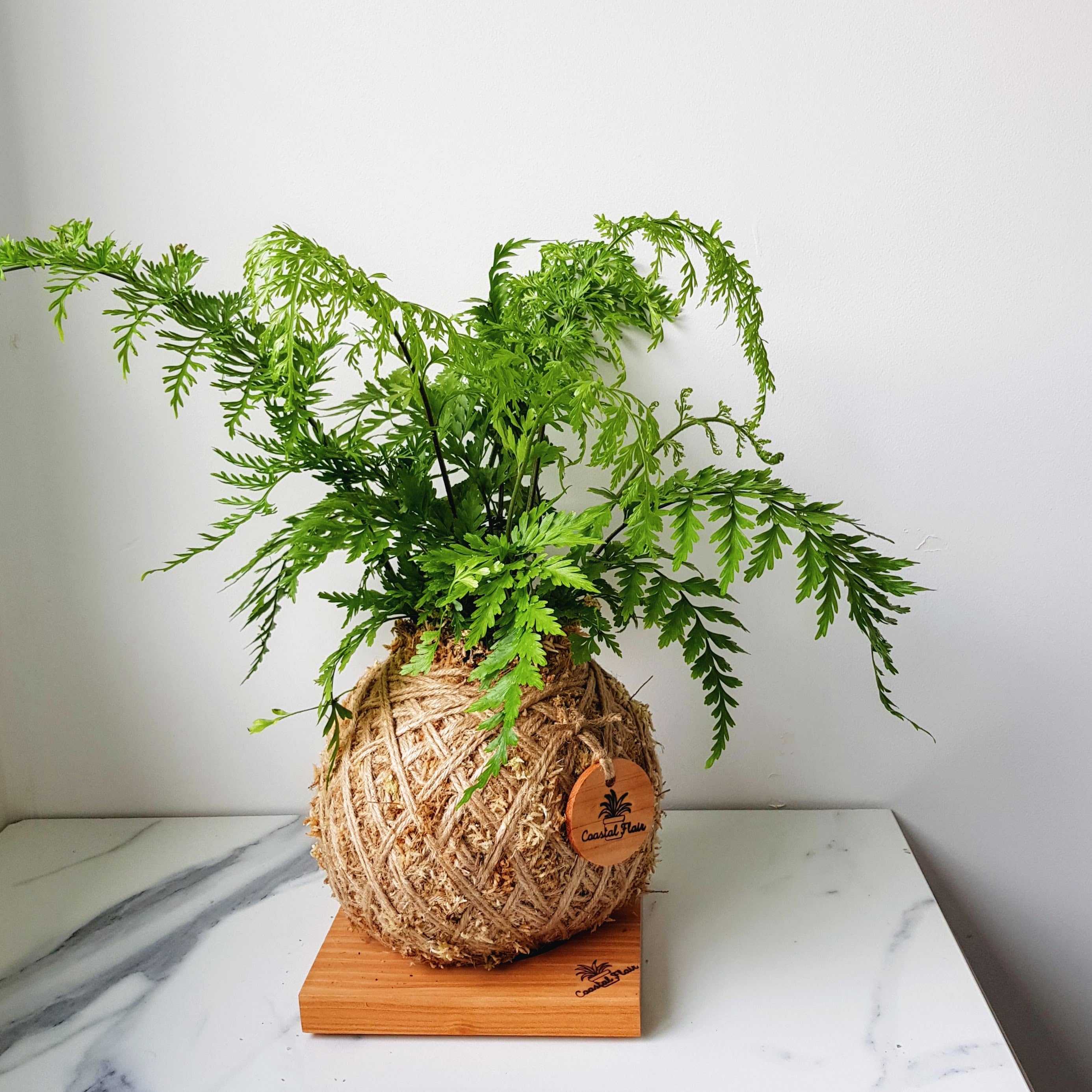 Asplenium Bulbiferum Fern NZ Native plants Kokedama Coastal Flair