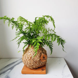 Asplenium Bulbiferum Fern NZ Native plants Kokedama Coastal Flair