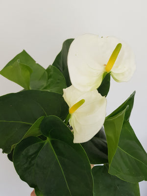 White Anthurium Kokedama