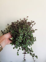 Callisia Repens Bubbles