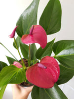 White Anthurium Kokedama