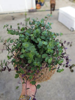 Callisia Repens Bubbles