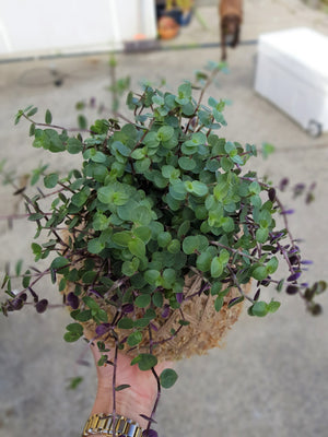 Callisia Repens Bubbles