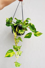 Scindapsus Aureus | Devil's Ivy | Golden Pothos
