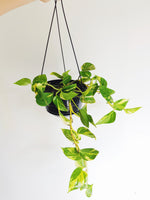 Scindapsus Aureus | Golden Pothos | Coastal Flair Kokedama