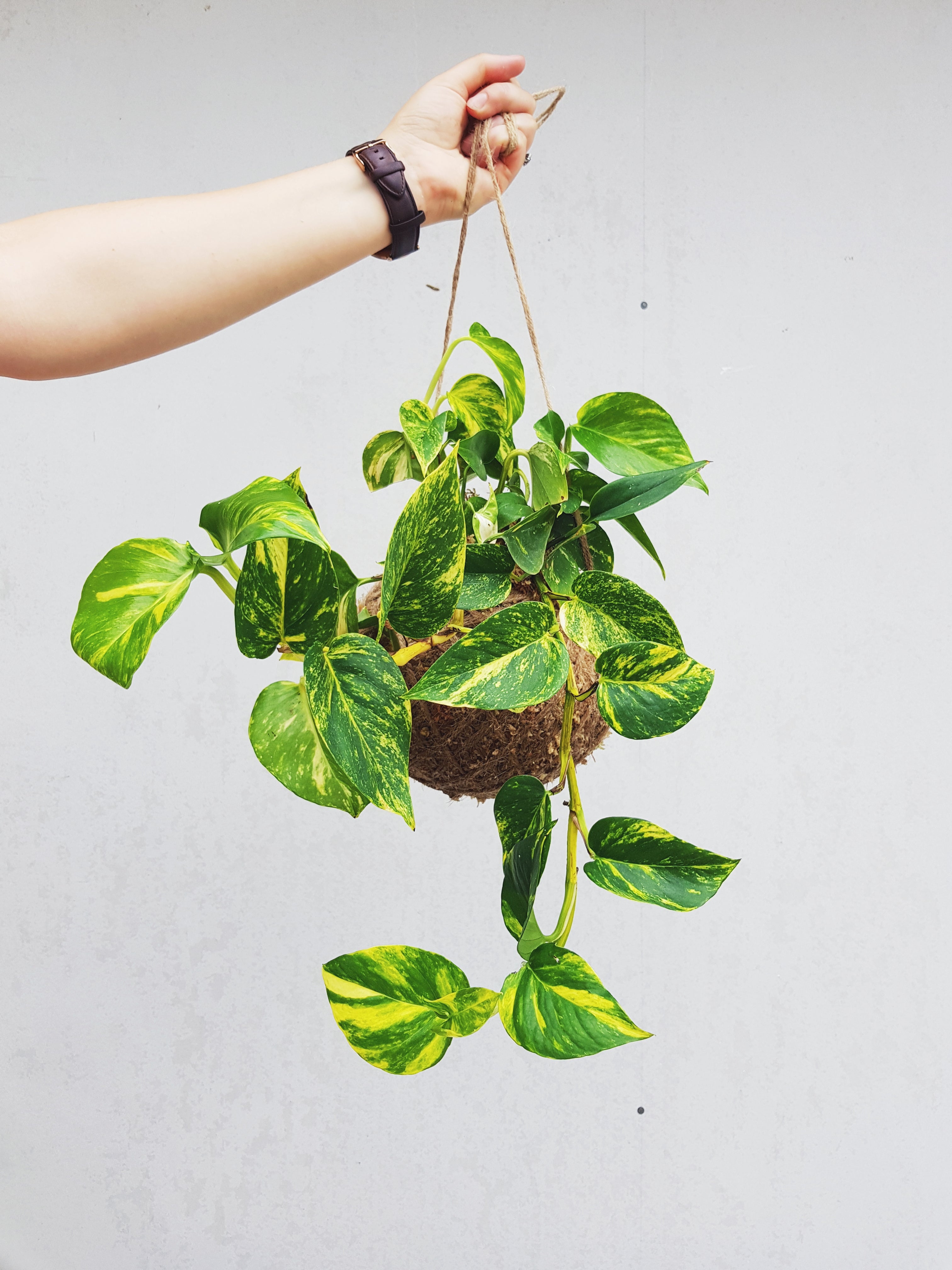Scindapsus Aureus | Devil's Ivy | Golden Pothos