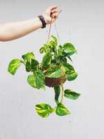 Scindapsus Aureus | Golden Pothos | Coastal Flair Kokedama