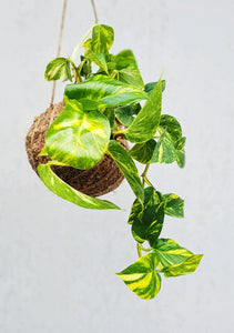 Scindapsus Aureus | Golden Pothos | Coastal Flair Kokedama