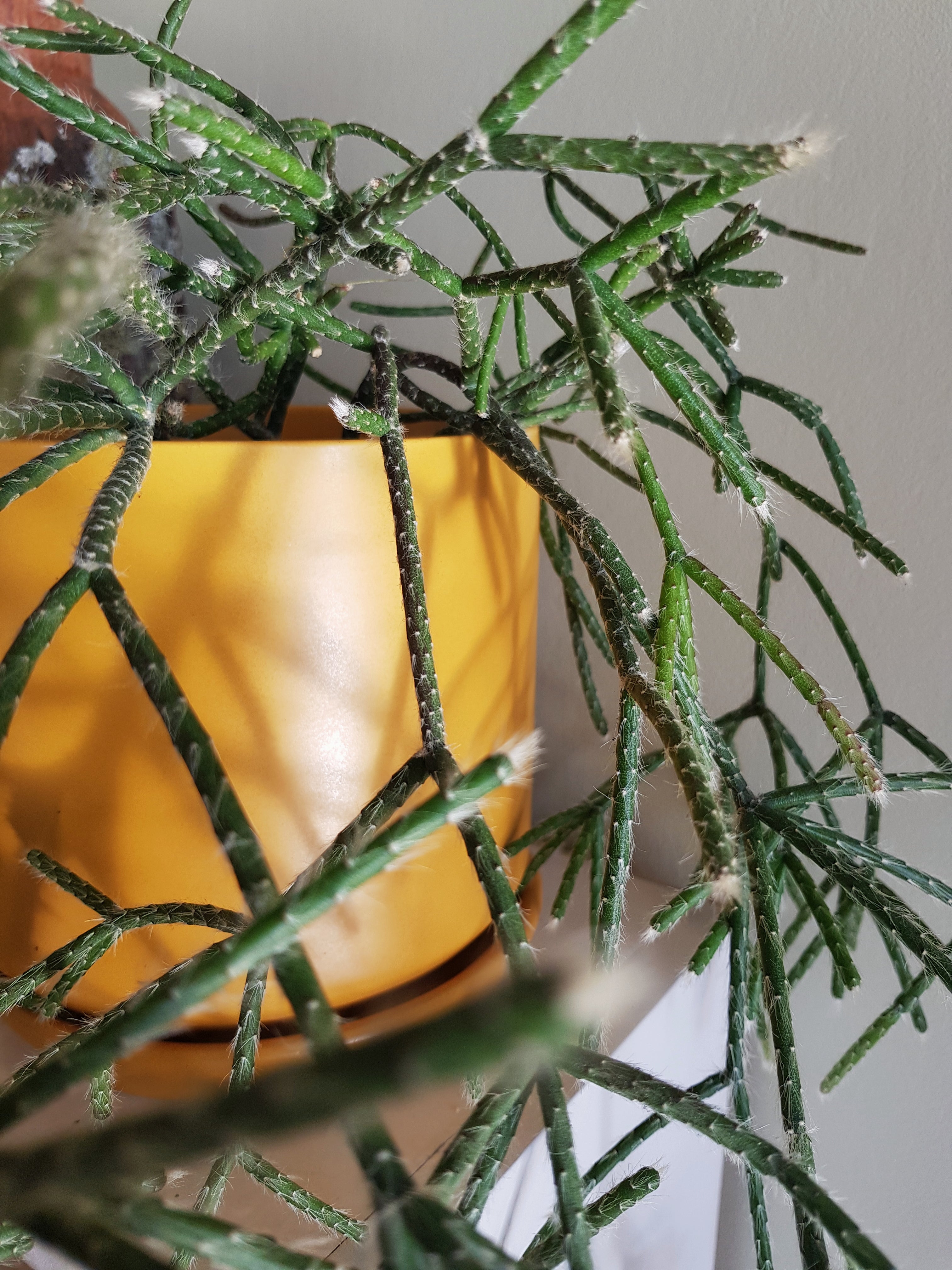 Medium Oslo Pot Tobacco